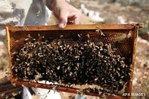 A Palestinian beekeeper inspects a honeycomb before collecting honey at an apiary in al-Mazraa village near the West Bank city of Ramallah, on August 17, 2014. Photo by Shadi Hatem
