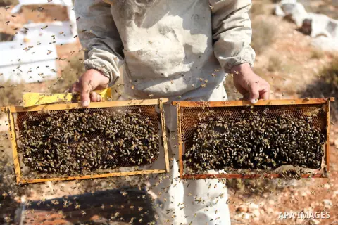 A Palestinian beekeeper inspects a honeycomb before collecting honey at an apiary in al-Mazraa village near the West Bank city of Ramallah, on August 17, 2014. Photo by Shadi Hatem