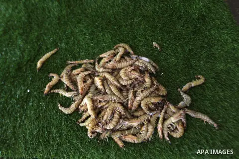 Shrimp is seen at the seaport in Gaza City on August 28, 2014. Secretary-General of the Union of Fishermen Muhammad Basala told Ma'an that fishermen had been allowed to sail as far out as six nautical miles during recent...