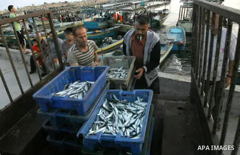 A Palestinian fisherman sells fish at Gaza's seaport in Gaza City early on August 29, 2014. Israel and Hamas accepted an Egyptian proposal for a long-term ceasefire in war-torn Gaza on August 26 in a move to end 50 days...