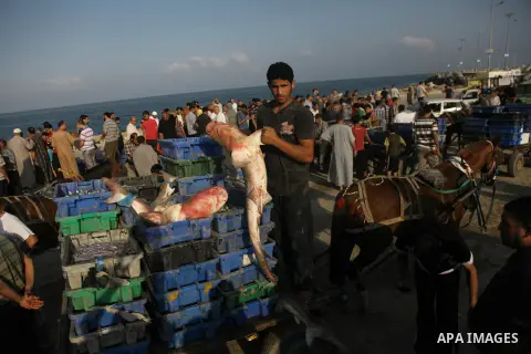 A Palestinian fisherman carries a baby sharks at Gaza's seaport in Gaza City early on August 29, 2014. Israel and Hamas accepted an Egyptian proposal for a long-term ceasefire in war-torn Gaza on August 26 in a move to e...