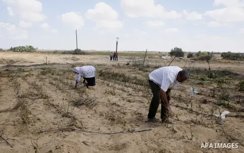 Palestinians inspect their farmland which destroyed during fighting between Hamas militants and Israel near the Israeli Gaza border fence in east of Khan Younis, southern Gaza Strip September 2, 2014. An open-ended cease...