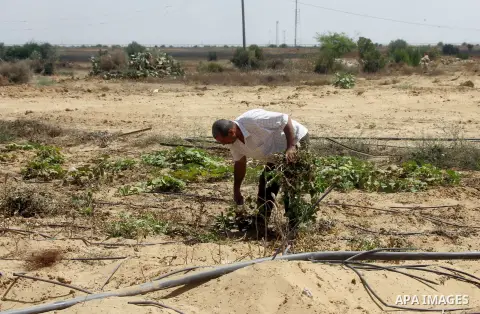 A Palestinian man inspects his farmland which destroyed during fighting between Hamas militants and Israel near the Israeli Gaza border fence in east of Khan Younis, southern Gaza Strip September 2, 2014. An open-ended c...