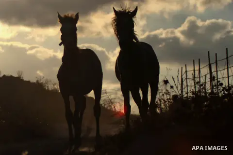 A Palestinian youth rides a horse during sunset in the West Bank city of Rammallah on September 2, 2014. Photo by Shadi Hatem
