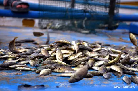 Small fish are strewn on a blue plank at Gaza's seaport in Gaza City on Sep. 06 2014. Israel and Hamas accepted an Egyptian proposal for a long-term ceasefire in war-torn Gaza. Restrictions imposed on Gaza fishermen are...