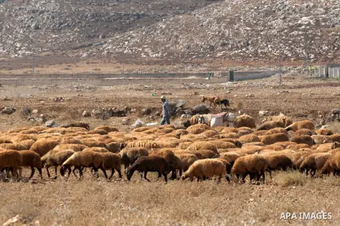 A Palestinian Bedouin man leads a herd of sheep, in the West Bank city of Nablus, on Sept. 21, 2014. Photo by Nedal Eshtayah