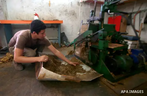 A Palestinian worker cuts drying tobacco leaves in a workshop in the West Bank village of Ya'abad near Jenin September 22, 2014. Palestinian farmers sow tobacco sprouts in the rocky earth of the northern West Bank, reapi...