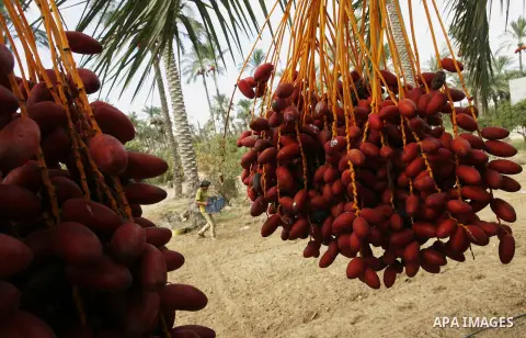 A Palestinian worker gathers bundles of dates harvested from a palm trees during the annual harvest in Khan Younis in the southern Gaza Strip, on September 29, 2014. Photo by Abed Rahim Khatib