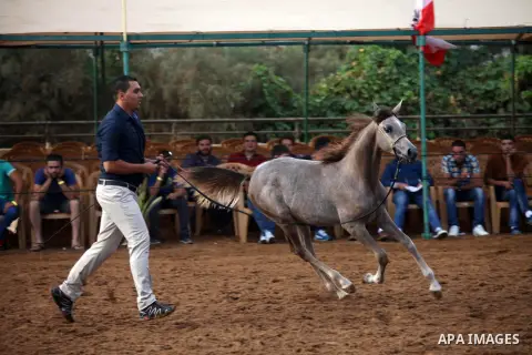 Palestinians watch as a man shows his horse's skills during the first Palestinian Arabian Horse Championship organised by the Palestinian equestrian federation, in the West Bank city of Jericho on October 10, 2014. Photo...