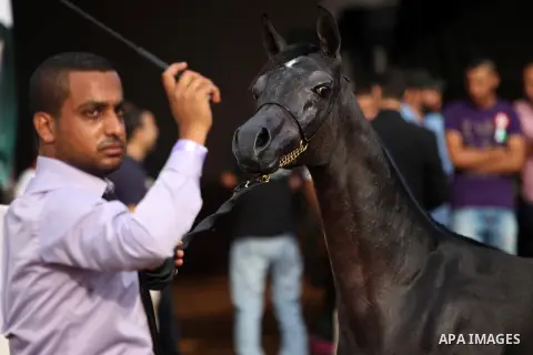 Palestinians watch as a man shows his horse's skills during the first Palestinian Arabian Horse Championship organised by the Palestinian equestrian federation, in the West Bank city of Jericho on October 10, 2014. Photo...