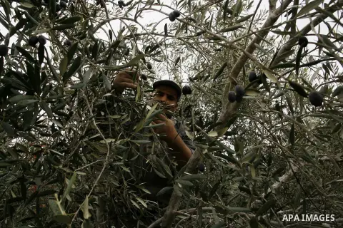 A Palestinian man harvests olives during harvest season in Rafah in southern Gaza Strip on Oct. 11, 2014. Farmers are harvesting their olives from mid-October until the start of November this year. Photo by Abed Rahim Kh...