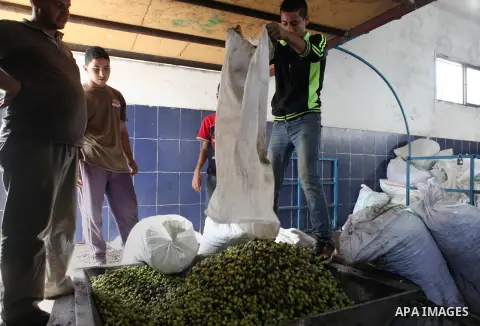 Palestinians prepare their olives to crush at a traditional stone press in the village of Deir Bzeigh near the West Bank city of Ramallah, 15 October 2014. Regional farmers are harvesting their olives this year from mid-...