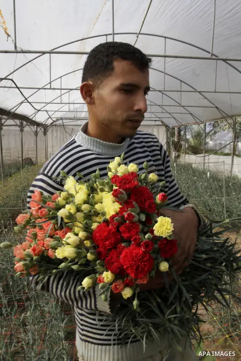 A Palestinian farmer harvests flowers at his farm in the southern Gaza Strip town of Rafah, on December 20, 2014. Farmers stopped planting flowers, due to the closure of the crossings, and Israel did not allow them to ex...