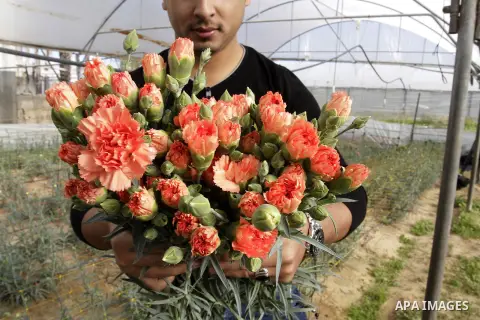 A Palestinian farmer harvests flowers at his farm in the southern Gaza Strip town of Rafah, on December 20, 2014. Farmers stopped planting flowers, due to the closure of the crossings, and Israel did not allow them to ex...