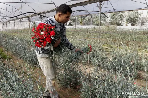 A Palestinian farmer harvests flowers at his farm in the southern Gaza Strip town of Rafah, on December 20, 2014. Farmers stopped planting flowers, due to the closure of the crossings, and Israel did not allow them to ex...