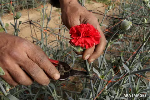 A Palestinian farmer harvests flowers at his farm in the southern Gaza Strip town of Rafah, on December 20, 2014. Farmers stopped planting flowers, due to the closure of the crossings, and Israel did not allow them to ex...
