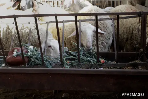 Sheeps eat flowers at farm in the southern Gaza Strip town of Rafah, on December 20, 2014. Farmers stopped planting flowers, due to the closure of the crossings, and Israel did not allow them to export to the outside wor...