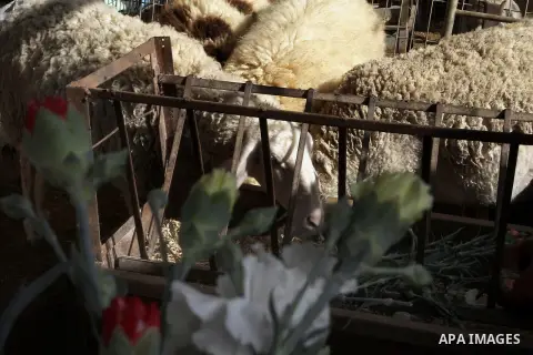 Sheeps eat flowers at farm in the southern Gaza Strip town of Rafah, on December 20, 2014. Farmers stopped planting flowers, due to the closure of the crossings, and Israel did not allow them to export to the outside wor...