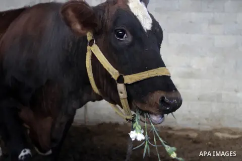 A calf eats flowers at farm in the southern Gaza Strip town of Rafah, on December 20, 2014. Farmers stopped planting flowers, due to the closure of the crossings, and Israel did not allow them to export to the outside wo...