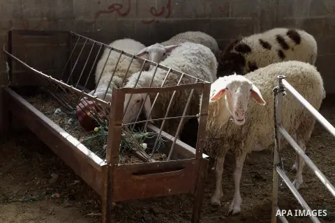 Sheeps eat flowers at farm in the southern Gaza Strip town of Rafah, on December 20, 2014. Farmers stopped planting flowers, due to the closure of the crossings, and Israel did not allow them to export to the outside wor...