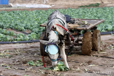 A donkey is seen eats from damaged cabbage crop during a heavy winter storm, in Gaza city January 8, 2015. Heavy rains and near-freezing temperatures in the approaching storm threatened to deepen the misery in the Gaza S...