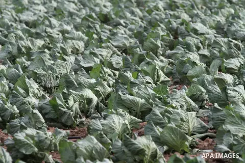 Damaged cabbage corp is seen in a field during a heavy winter storm, in Gaza city January 8, 2015. Heavy rains and near-freezing temperatures in the approaching storm threatened to deepen the misery in the Gaza Strip, wh...