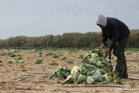 A Palestinian farmer collects damaged cabbage crop during a heavy winter storm, in Gaza city January 8, 2015. Heavy rains and near-freezing temperatures in the approaching storm threatened to deepen the misery in the Gaz...