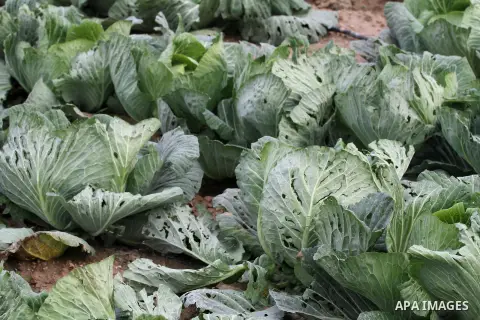 Damaged cabbage corp is seen in a field during a heavy winter storm, in Gaza city January 8, 2015. Heavy rains and near-freezing temperatures in the approaching storm threatened to deepen the misery in the Gaza Strip, wh...