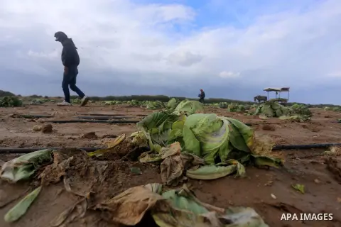 A Palestinian farmer collects damaged cabbage crop during a heavy winter storm, in Gaza city January 8, 2015. Heavy rains and near-freezing temperatures in the approaching storm threatened to deepen the misery in the Gaz...