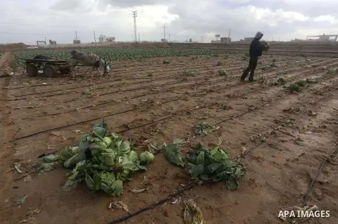 A Palestinian farmer collects damaged cabbage crop during a heavy winter storm, in Gaza city January 8, 2015. Heavy rains and near-freezing temperatures in the approaching storm threatened to deepen the misery in the Gaz...