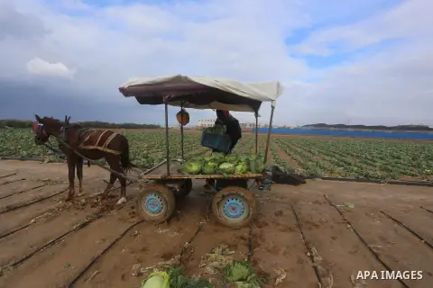 A Palestinian farmer collects damaged cabbage crop during a heavy winter storm, in Gaza city January 8, 2015. Heavy rains and near-freezing temperatures in the approaching storm threatened to deepen the misery in the Gaz...