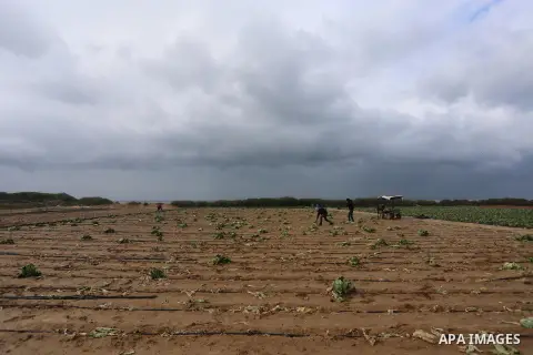 Palestinian farmers collect damaged cabbage crop during a heavy winter storm, in Gaza city January 8, 2015. Heavy rains and near-freezing temperatures in the approaching storm threatened to deepen the misery in the Gaza...