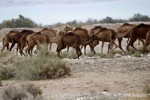 A herd of camels is seen fed in the Judean desert between Jericho and Jerusalem January 10, 2015. Photo by Muammar Awad