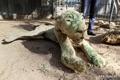 Palestinian worker inspects the dead animals in the zoo, in Khan Younis in the southern Gaza Strip, on January 31, 2015. The deaths of dozens of kinds of animals and birds in the garden of South Forest due to the Israeli...