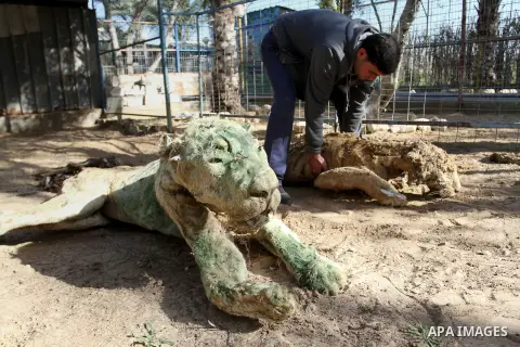 Palestinian worker inspects the dead animals in the zoo, in Khan Younis in the southern Gaza Strip, on January 31, 2015. The deaths of dozens of kinds of animals and birds in the garden of South Forest due to the Israeli...