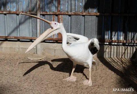 Birds are seen at a zoo in Khan Younis in the southern Gaza Strip, on January 31, 2015. The deaths of dozens of kinds of animals and birds in the garden of South Forest due to the Israeli aggression and the inability of...