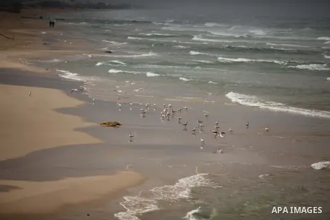 seagulls stand at the beach of Gaza city during a rainy day, February 18, 2015. Photo by Ashraf Amra