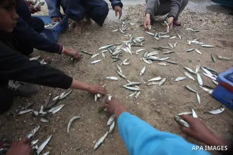 Palestinian fishermen collect fish from their net at Gaza's seaport of Gaza City on February 23, 2015. Copious fish flowed to the coast of the Gaza Strip after fishermen break due to the storm that hit the region. Photo...