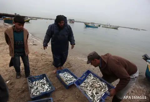 Palestinian fishermen collect fish from their net at Gaza's seaport of Gaza City on February 23, 2015. Copious fish flowed to the coast of the Gaza Strip after fishermen break due to the storm that hit the region. Photo...