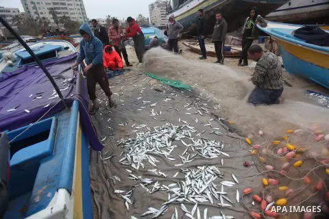 Palestinian fishermen collect fish from their net at Gaza's seaport of Gaza City on February 23, 2015. Copious fish flowed to the coast of the Gaza Strip after fishermen break due to the storm that hit the region. Photo...