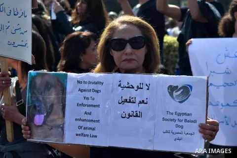 Egyptians hold placards during demonstration against killing Al-ahram's Dog at Al Jazeera square in Cairo, Egypt on February 28, 2015. Photo by Amr Sayed