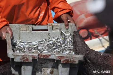 Palestinian fishermen collect fish from their nets at the seaport near the coast of Gaza city on March 18, 2015. Photo by Mohammed Asad