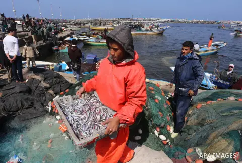 Palestinian fishermen collect fish from their nets at the seaport near the coast of Gaza city on March 18, 2015. Photo by Mohammed Asad