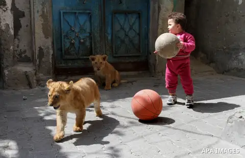 The granddaughter of Palestinian refugee Saad Eldeen Al-Jamal plays with his two African lion cubs outside his house at Al-Shabora refugee camp in Rafah in the southern Gaza Strip March 19, 2015. Al-Jamal has eventually...