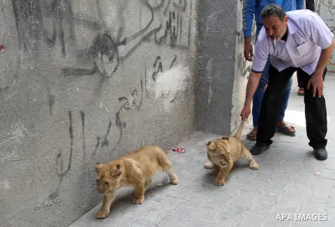 Palestinian Saad al-Jamal, plays with two lion cubs outside his family house at Al-Shabora refugee camp in Rafah in the southern Gaza Strip March 19, 2015. Al-Jamal has eventually achieved his dream of raising lions at h...