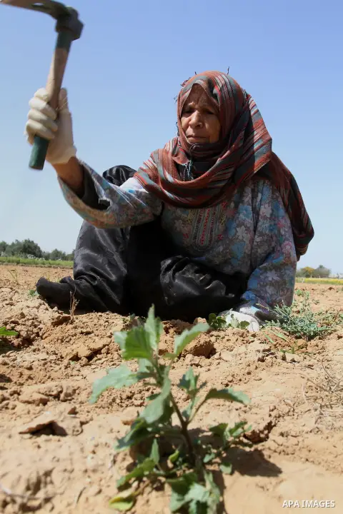 A Palestinian farmer plows her field during a rally marking Land day in Absan near the border between Israel and east of the town of Khan Yunis in the southern Gaza Strip March 30, 2015. The annual demonstrations mark th...