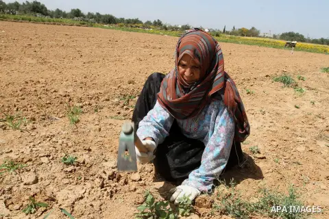 A Palestinian farmer plows her field during a rally marking Land day in Absan near the border between Israel and east of the town of Khan Yunis in the southern Gaza Strip March 30, 2015. The annual demonstrations mark th...