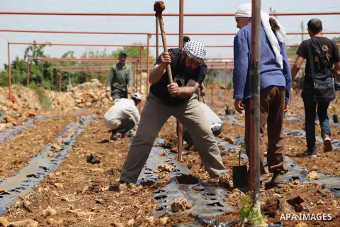 Palestinian Mohammed Aabda, with his relatives plant their land near the Israeli settlement of Gush Etzion, southern the West Bank city of Bethlehem, on April 22, 2015. Aabda and his family moved to live and plant his la...