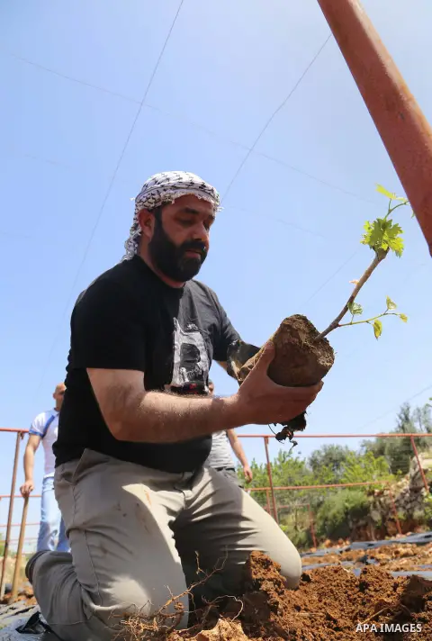 Palestinian Mohammed Aabda, plants his land near the Israeli settlement of Gush Etzion, southern the West Bank city of Bethlehem, on April 22, 2015. Aabda and his family moved to live and plant his land outside the city...