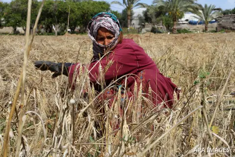 A Palestinian woman collects wheat stalks during the annual harvest in a field in Rafah, in the southern Gaza Strip, on April 23, 2015. Hundreds of Palestinian workers depend on the wheat harvest as a source of income, i...
